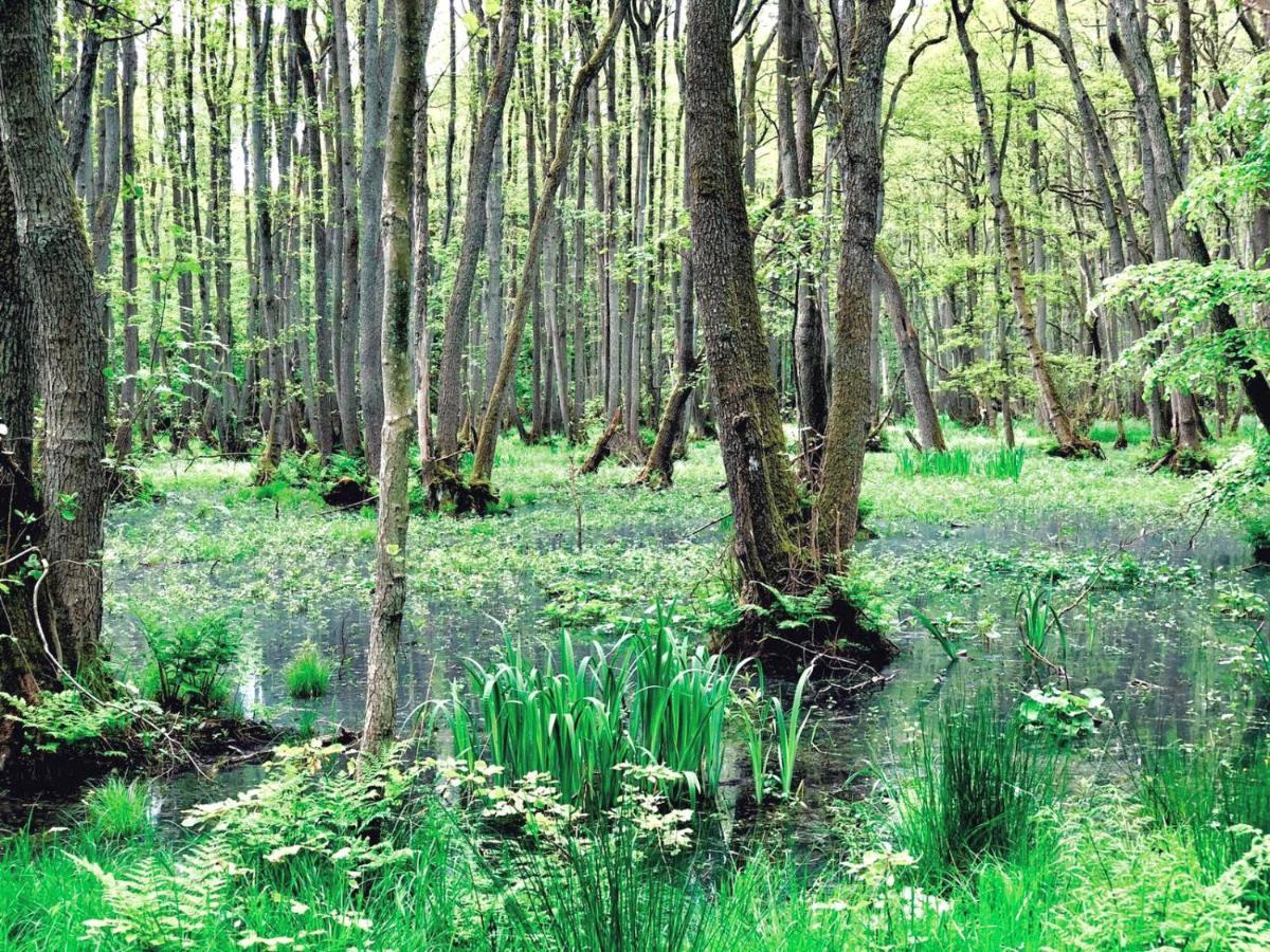 Zur Alten Boddenfischerei Ferienwohnung HeideZauber Neuendorf Heide Exterior foto